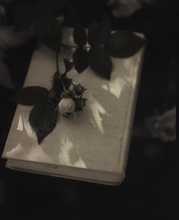 Rose, 1999