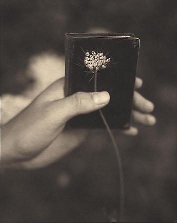 Queen Anne's Lace, 1999