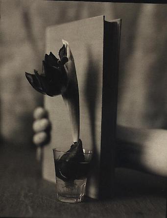 Tulip, 1999