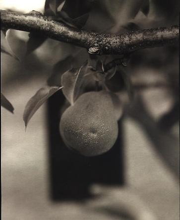 Pear, 2000