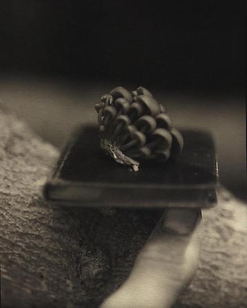 Bleeding Mycena Mushrooms, 1999