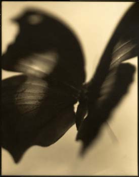 Insect #11, 2000