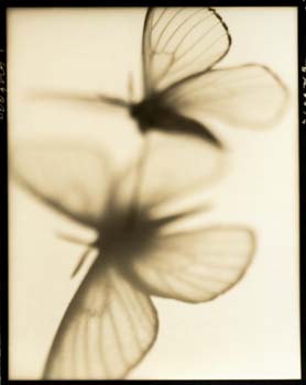 Insect #14, 2000
