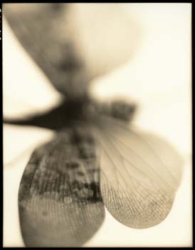 Insect #15, 2000