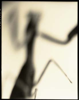 Insect #16, 2000