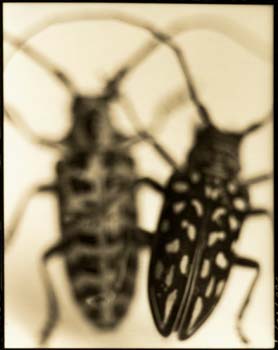 Insect #17, 2000