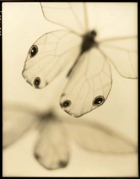 Insect #1, 2000