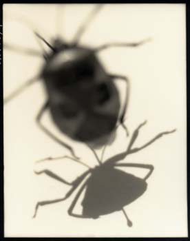 Insect #24, 2000