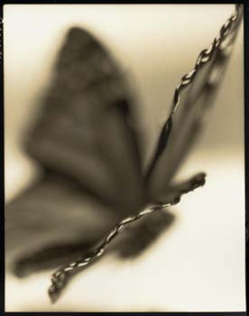 Insect #26, 2000