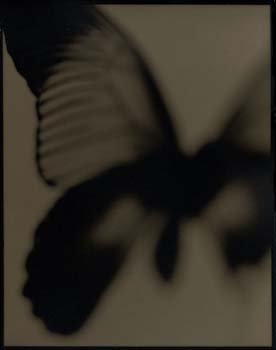 Insect #27, 2000