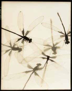 Insect #2, 2000