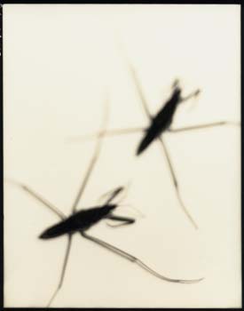 Insect #30, 2001