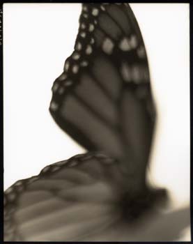 Insect #31, 2001