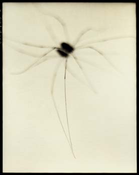 Insect #32, 2001