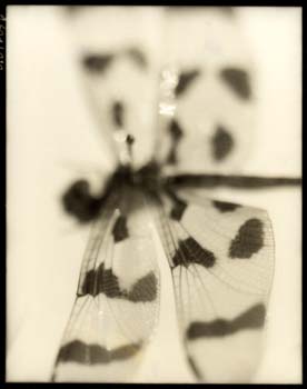 Insect #34, 2001