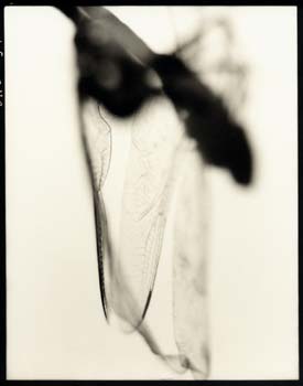 Insect #35, 2001