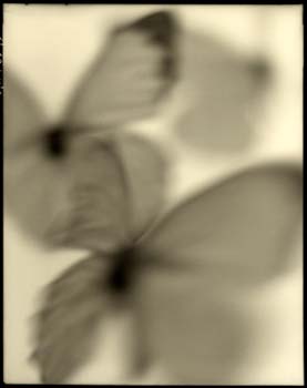 Insect #39, 2001