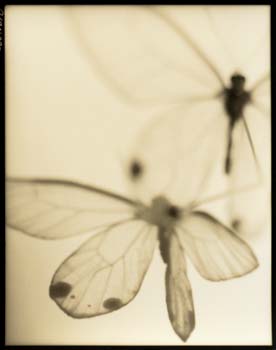 Insect #3, 2000