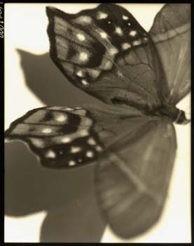 Insect #41, 2001