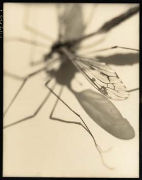 Insect #45, 2001