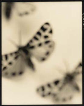 Insect #48, 2001