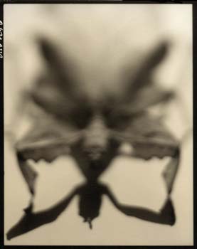 Insect #49, 2001