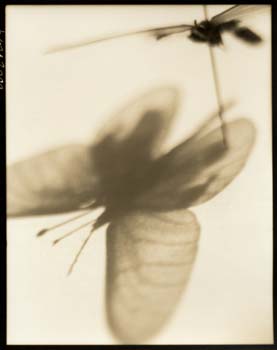 Insect #4, 2000