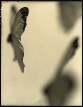 Insect #67, 2001