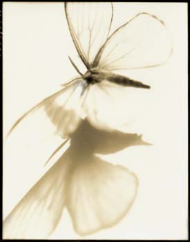 Insect #6, 2000