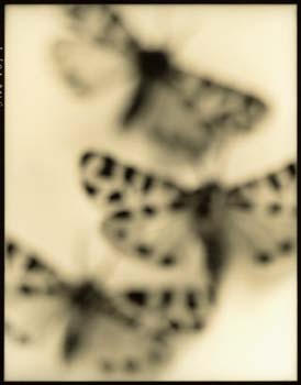Insect #78, 2001