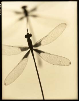 Insect #9, 2000