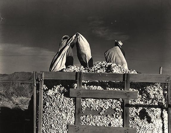 Men Emptying Cotton Bags