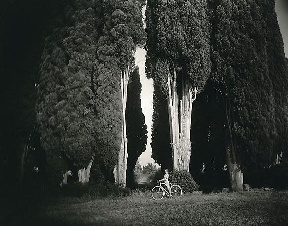 Sempervirens 'Stricta,' 1995