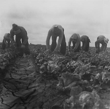 Six Cotton (Cabbage) Pickers
