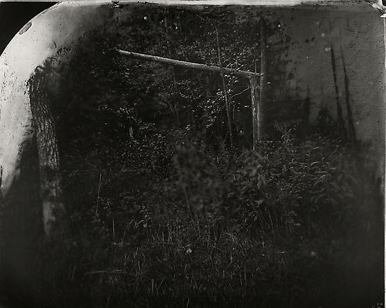 Untitled, 2002 [Wilderness #31]