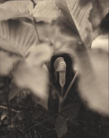 Jack in the Pulpit, 2000