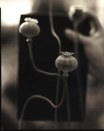 Poppies, 2000