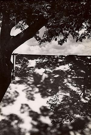 Untitled (tree and shadow)