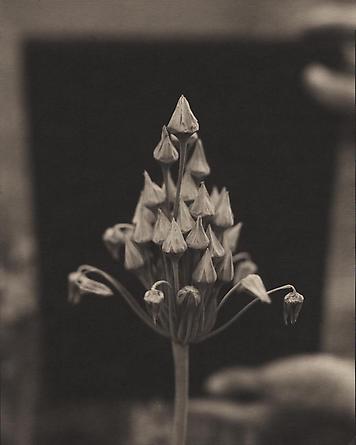 Nectaroscordum, 2000