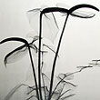 Dr. Dain L. Tasker