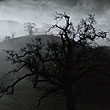 Wynn Bullock