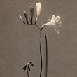 William Dassonville