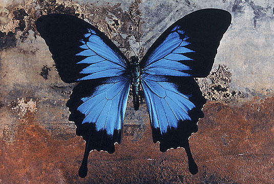 Jo Whaley