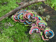 Carry On - Painted Mushrooms Canada 3