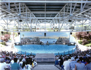 Doug Hall - Dolphin Pool, Marine World, California