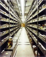 Doug Hall - Ichthyology Specimen Storage