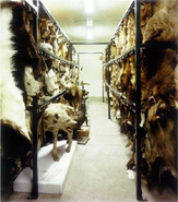 Doug Hall - Mammal and Bird Cold Storage