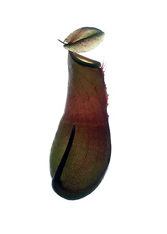 Nepenthes, Laughing
2010
digital c-print
113 x 85 cm incl. frame