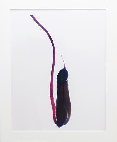 Tuija Lindström
Nepenthes, The Pipe
digital c-print
113 x 85 cm