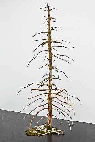 Symbios 
2014
common juniper,bone and moss
height 230 cm